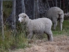 Pet sheep