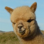 Come see some cute Alpacas!