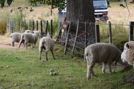 Pet sheep